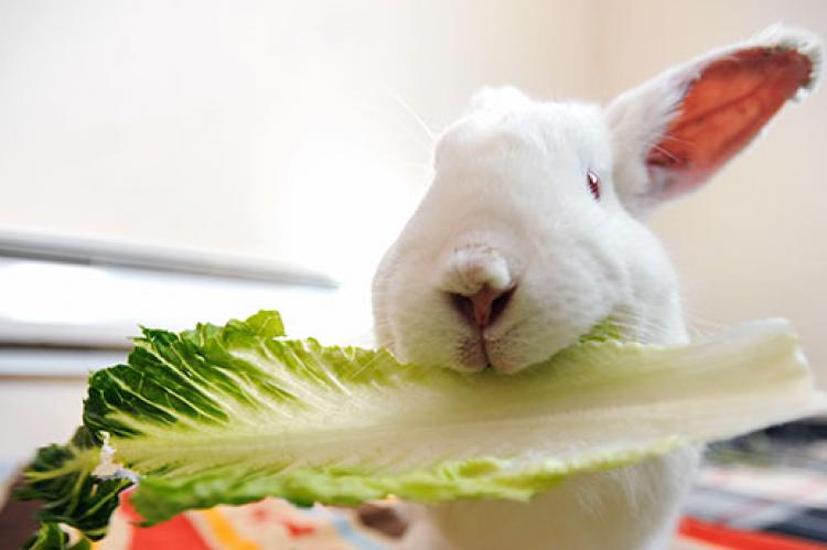 Animal versus plant protein - What’s the difference ?.