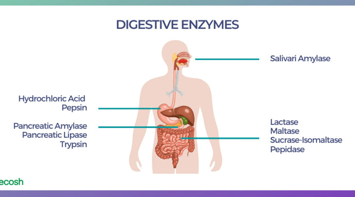 What are Digestive Enzymes?