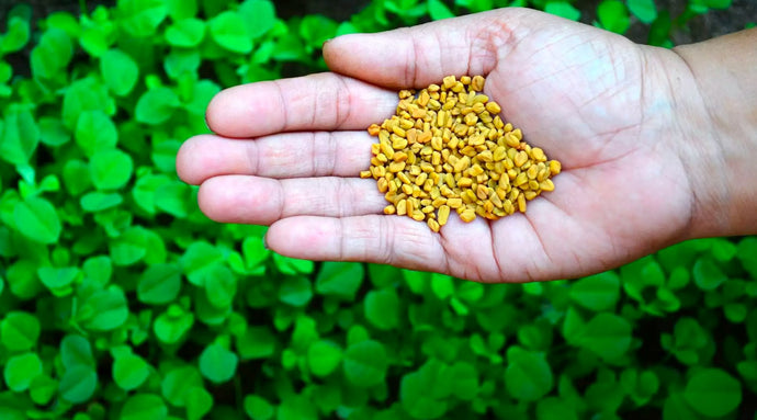 What fenugreek is good for?
