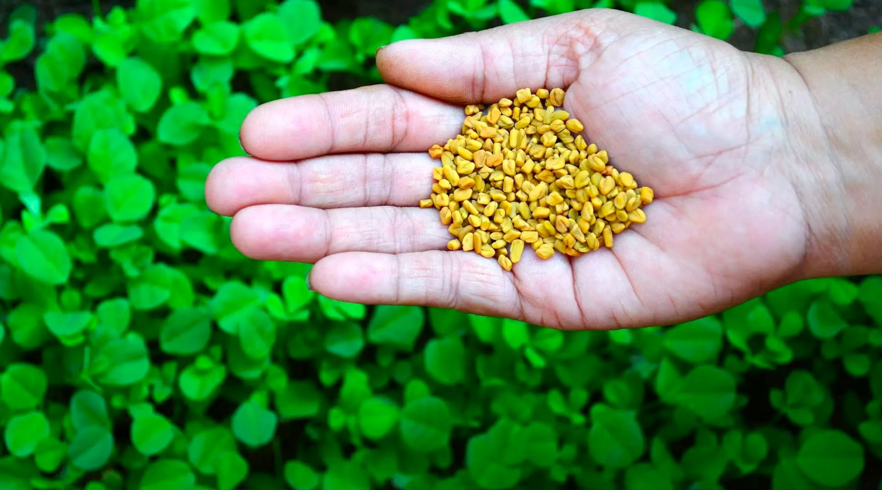 What fenugreek is good for?.