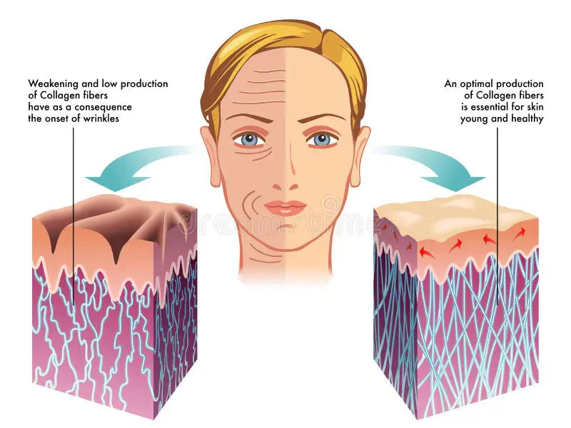 Understanding the Benefits of Collagen Supplements at Supps247.