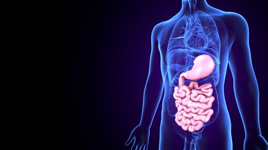 Optimizing Digestive Health: Probiotics and Enzymes at Supps247.