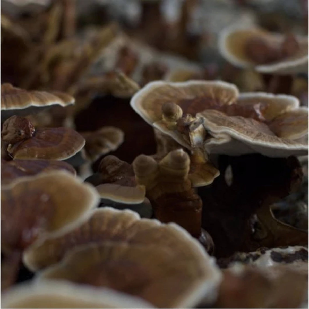 life cykel Reishi Mushroom Liquid Extract Mushrooms SUPPS247  - Image 2